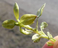 Peronospora alsinearum