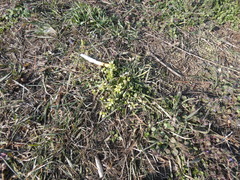 Peronospora alsinearum