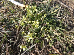 Peronospora alsinearum