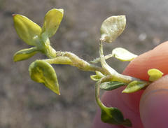 Peronospora alsinearum