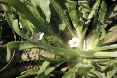 Plagiobothrys stipitatus