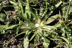 Plagiobothrys stipitatus