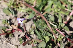 Downingia concolor concolor