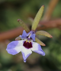 Downingia concolor concolor