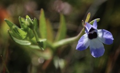 Downingia concolor concolor