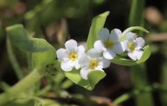 Plagiobothrys stipitatus