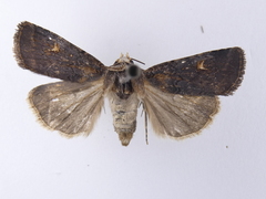 Proteuxoa tetronycha