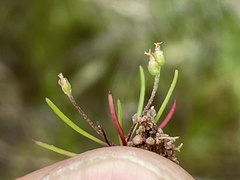 Plantago elongata