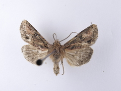 Ichneutica mutans