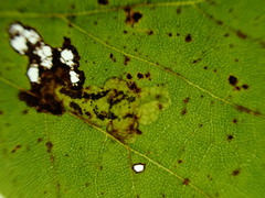 Ectoedemia platanella group