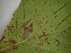 Ectoedemia platanella group