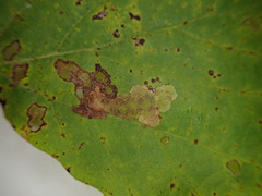 Ectoedemia platanella group