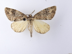 Pseudocoremia suavis