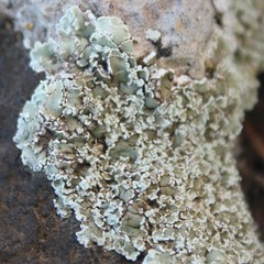 Squamarina concrescens