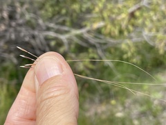 Nassella cernua
