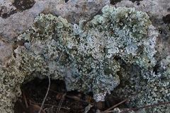 Squamarina concrescens