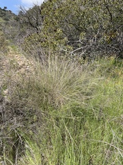 Nassella cernua