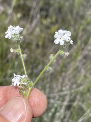 Cryptantha intermedia johnstonii