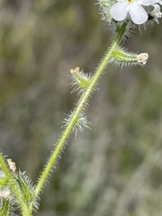 Cryptantha intermedia johnstonii
