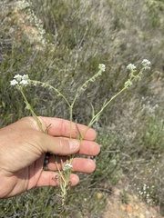 Cryptantha intermedia johnstonii