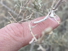 Neolasioptera willistoni