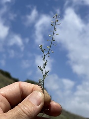 Lepidium virginicum menziesii