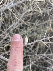 Neolasioptera willistoni