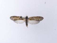 Psilochorema