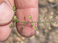 Lepidium virginicum menziesii
