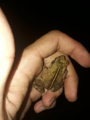 Rhinella ornata
