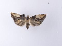 Harmologa scoliastis