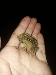 Rhinella ornata