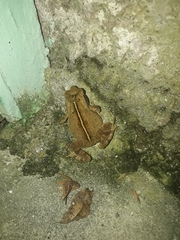 Rhinella ornata
