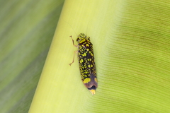 Aulacizes conspersa