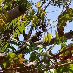 Colaptes atricollis