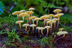 Xeromphalina campanelloides