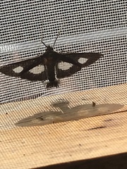 Diaphania exclusalis