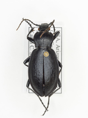 Carabus taedatus