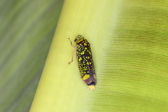 Aulacizes conspersa