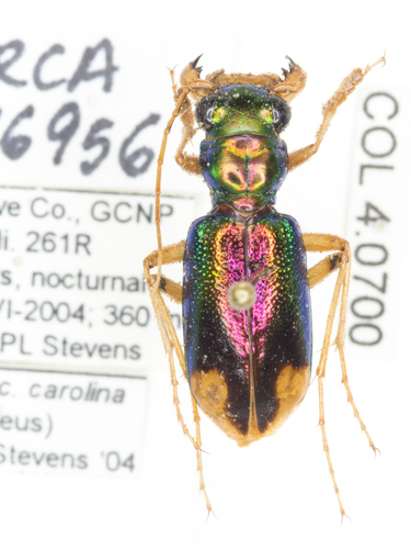 Carolina Metallic Tiger Beetle
