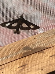 Diaphania exclusalis