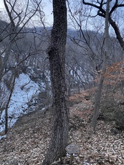 Quercus variabilis
