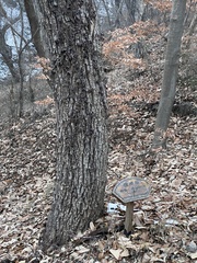 Quercus variabilis
