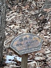 Quercus variabilis