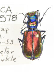 Cicindela pulchra