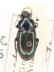 Harpalus amputatus