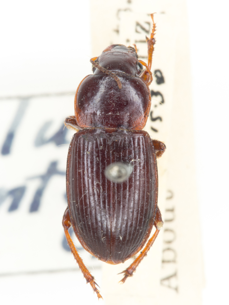 Harpalus fraternus