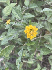 Lantana montevidensis