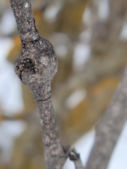 Euhexomyza schineri