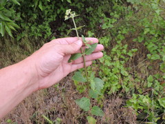 Mirabilis gigantea
